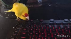 Смешные Попугаи Приколы про попугаев Подборка До слез