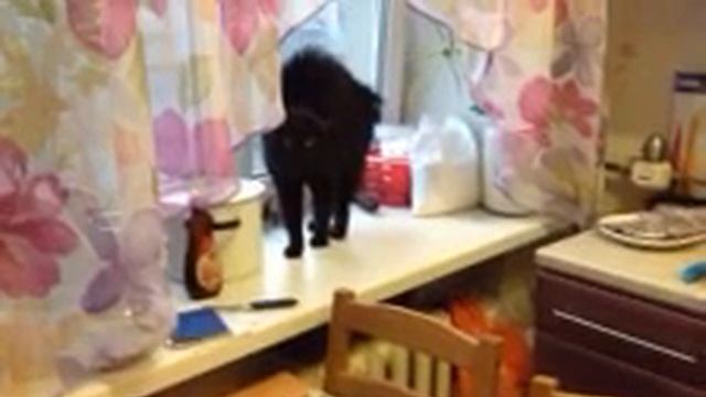 говорящий кот, прикол с котом, кот сатана смотреть онлайн