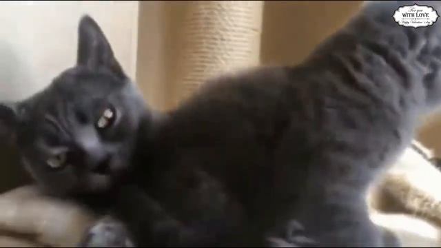 Приколы с котами с ОЗВУЧКОЙ ДО СЛЁЗ – Смешные КОТЫ 2018 – ПОПРОБУЙ НЕ СМЕЯТЬСЯ! смотреть онлайн