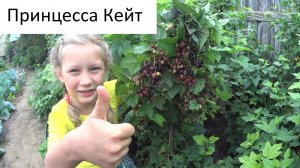 Смородина в Якутске у Кати на даче. (+7-903-936-4262)