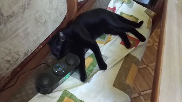 Смешное видео Кот любит музыку смотреть онлайн