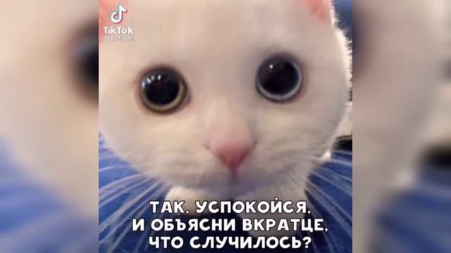 Мемы про котиков (#8) бебебе смотреть онлайн
