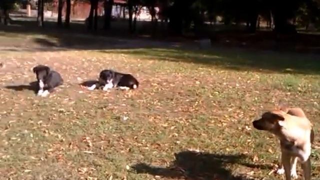 ПРИКОЛЬНЫЕ СОБАКИ СМЕШНЫЕ/FUNNY DOGS loves each other смотреть онлайн