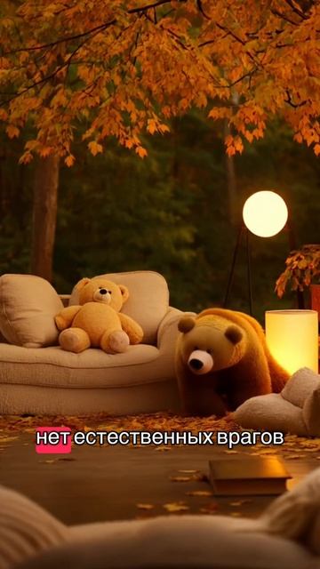 Толстые мишки