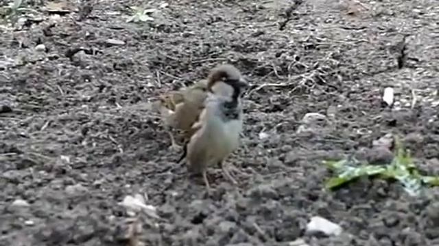 Скоростная съемка Воробей 4 смотреть онлайн