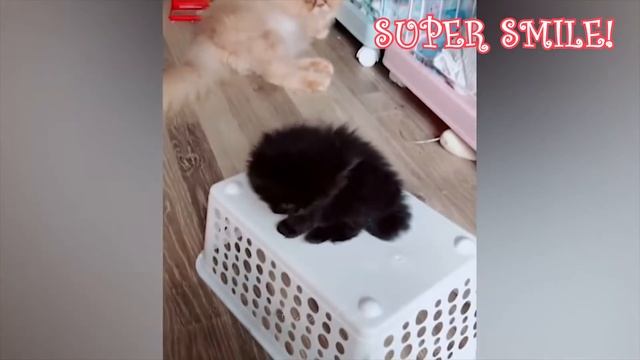 FUNNY ANIMALS EVER!!! ПРИКОЛЫ С ЖИВОТНЫМИ ДО СЛЕЗ Смешные КОТЫ 2022 Приколы с КОТАМИ смотреть онлайн