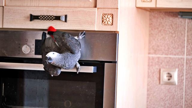 ЖАКО ПЕТРУНЯ АКРОБАТКА💪😂 Parrot Jaco PETRUNY gymnast смотреть онлайн