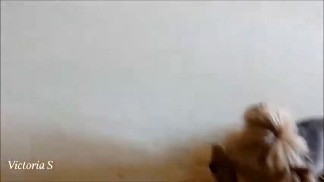 Коты и собаки | Где моя сосиска? смотреть онлайн