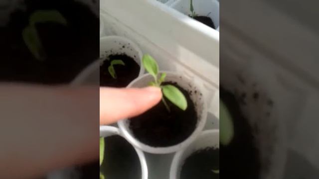 КАК РИСУЕТ МОЯ МЛАДШАЯ ДОЧЬ/ВЗОШЛИ СЕМЕНА ОГУРЦОВ!!!) смотреть онлайн