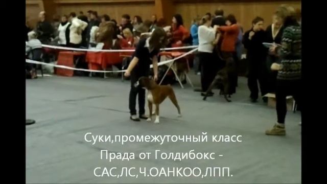 22.12.2012 Всероссийская выставка "Возрождение Бис" .wmv смотреть онлайн