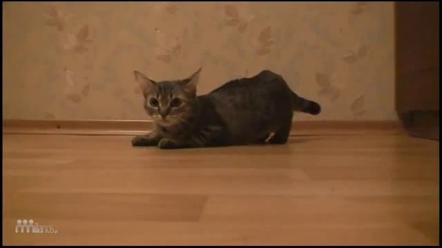 самый быстрый кот в мире ! прикол про кота смотреть онлайн