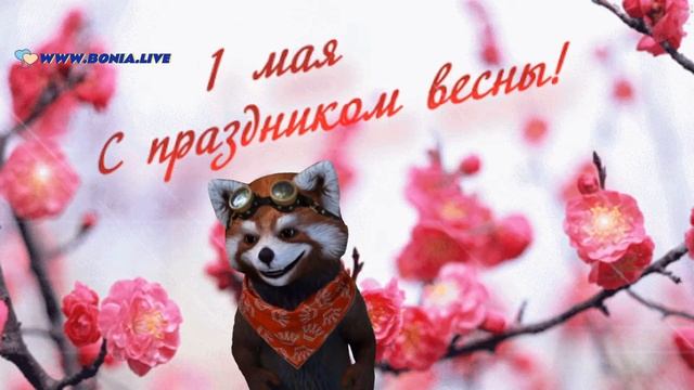 С 1 мая прикольное поздравление от Бони смотреть онлайн