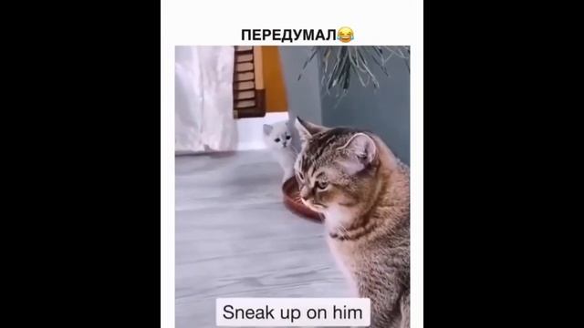 Я ржал до слез! | Cмешные коты смешные кошки подборка приколов 2020 смотреть онлайн