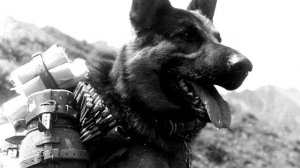 Документальный фильм о роли четвероногих напарников в Великой Отечественной войне