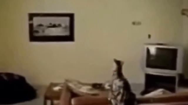 ПРИКОЛЫ С КОШКАМИ УХАХОЧЕШЬСЯ смотреть онлайн
