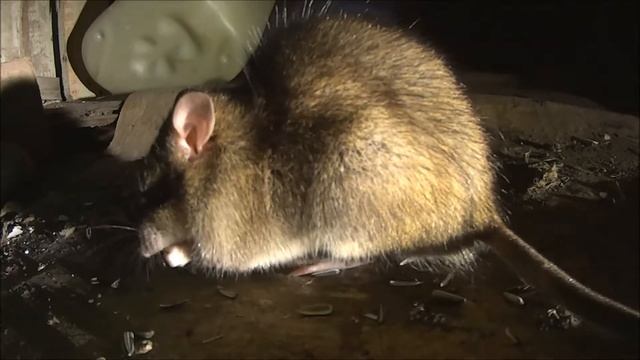Metsähiiri | Yellow-necked mouse 2 смотреть онлайн