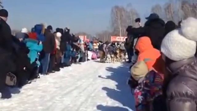 ХаскиФест -2017 Гонки на собачьих упряжках! смотреть онлайн