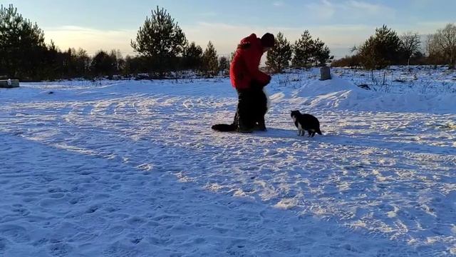 Первые шаги в дрессировке собаки