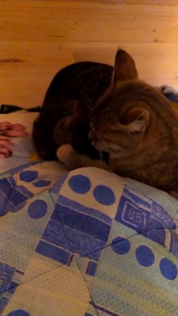 Дети теперь боятся Маму. Мама шипит и кусает детей.😾🐈🐅🏡 смотреть онлайн