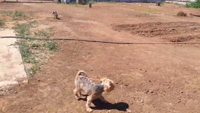 Чем занимаются йорки смотреть онлайн