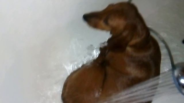 Такса, любимый душ! Бакс любитель принять ванну!!! смотреть онлайн