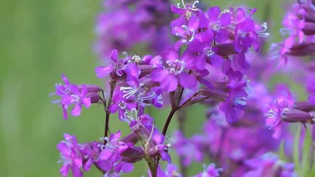 С днем рождения Иринка!!! смотреть онлайн