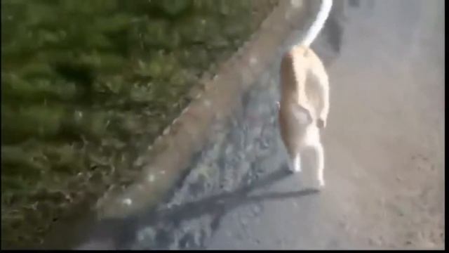 РЖАЛ ЦЕЛЫЙ ДЕНЬ! ПОДБОРКА САМЫХ СМЕШНЫХ ПРИКОЛОВ! ТЕСТ НА ПСИХИКУ! ПОПРОБУЙ НЕ ЗАСМЕЙСЯ! смотреть онлайн