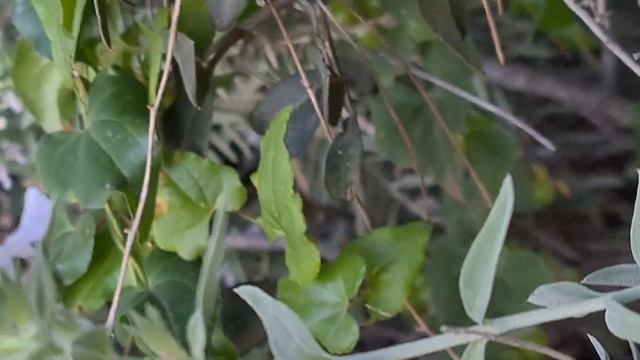 אֶשְׁבָּל אשבל ארץ ישראלי פורח بطنج Stachys palaestina with flowers смотреть онлайн