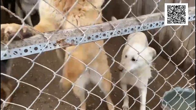 ВНИМАНИЕ! Животные голодают Просим Срочной ПОМОЩИ