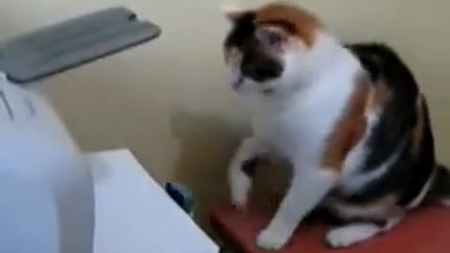 Приколы с кошками Прикольное видео котов часть 28 смотреть онлайн