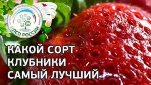 КЛУБНИКА Какой сорт самый лучший. Какие сорта клубники сажать на участке.