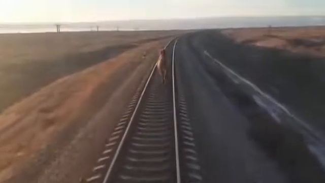 Прикол.. Верблюд по рельсам..
