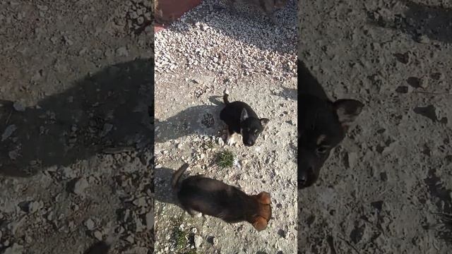 #ямыилюша #помощьбездомнымживотным #анапа #raccoon #море #юмор #животные #reels смотреть онлайн