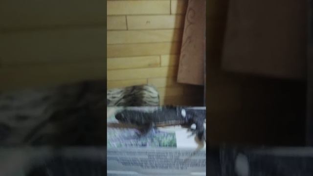 гады.ящерица саламандра.входит в спячьку. смотреть онлайн