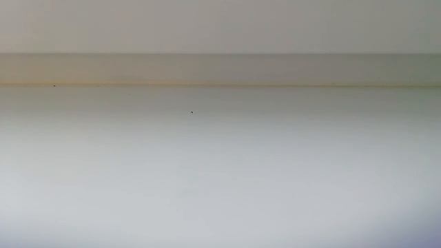 Как назвать кота, кошку?? смотреть онлайн