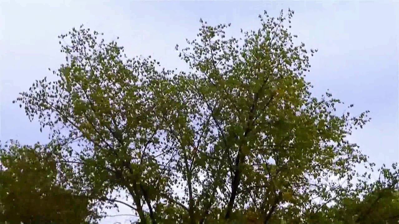 Лидолия Никитина - "Упрямый ветер". Читает Владислав Витковский смотреть онлайн