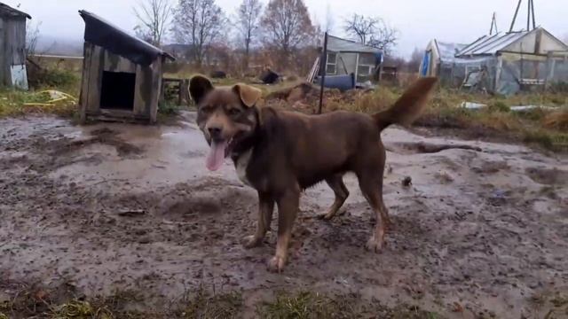 ПТИЧЬЕ СТАДО🤪МИМО ЦВЕТОВ НЕ ПРОХОЖУ💐ЗАКАТ🍁 смотреть онлайн