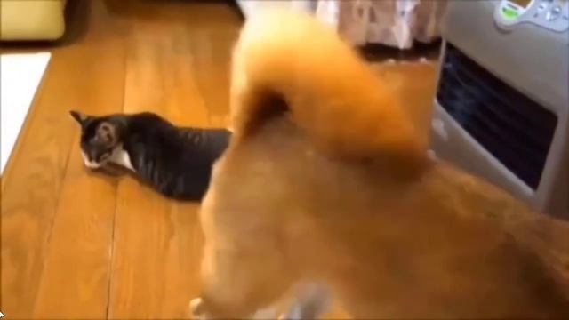 Котята и смешные котики, смешные приколы с котиками и котятами!