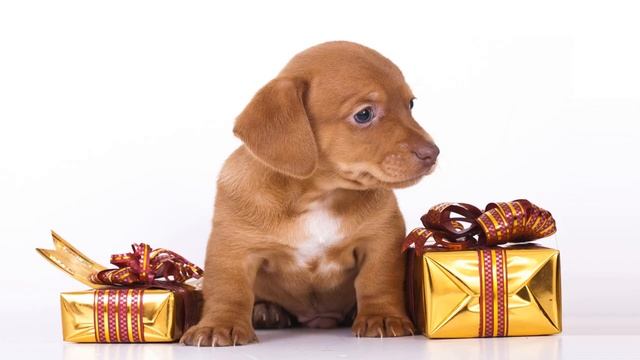 Поздравление с днем рождения (С днем рождения тебя...) смотреть онлайн