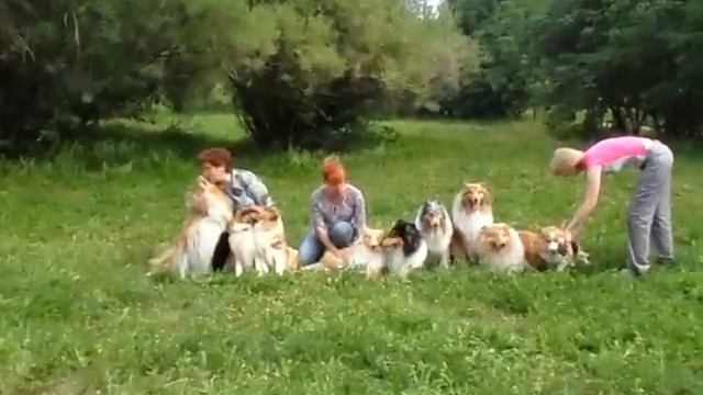 Колли тусовка в NsK