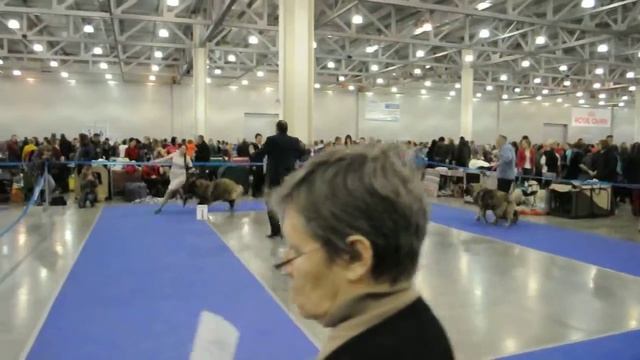 Евразия-2 сравнение на ЛЩ ринг КО смотреть онлайн