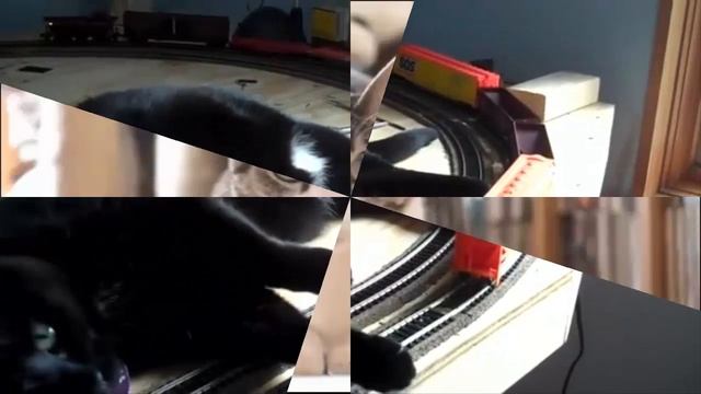 Видео приколы про котов, новые приколы про кошек смотреть онлайн