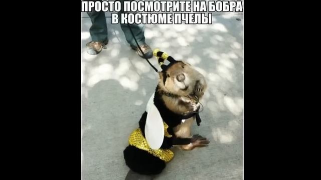 Первый выпуск 