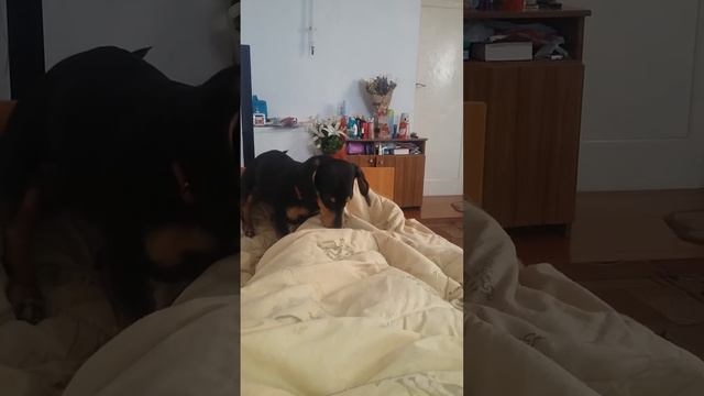 такса занимается сексом смотреть онлайн