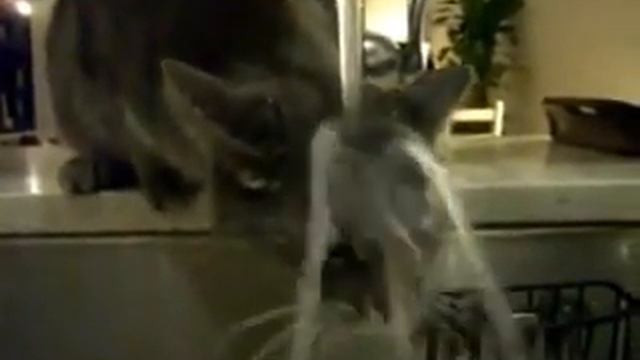 Кот. Привет с большого бодуна..wmv смотреть онлайн