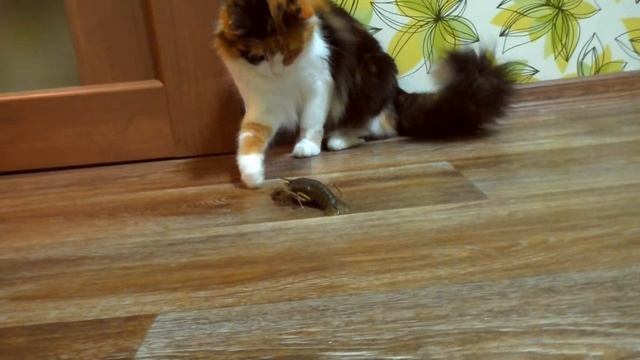 ПРИКОЛЫ КОТЫ Смешные кошки Приколы с котами и кошками смотреть онлайн