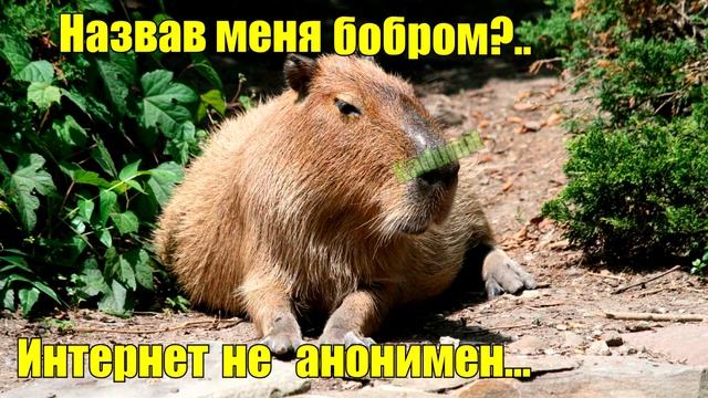 Интернет не анонимен... смотреть онлайн