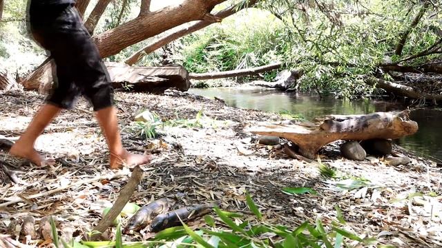 Survival skills: Catch fish in The field - Fish grilled with Green mango Sauce for Lunch ideas