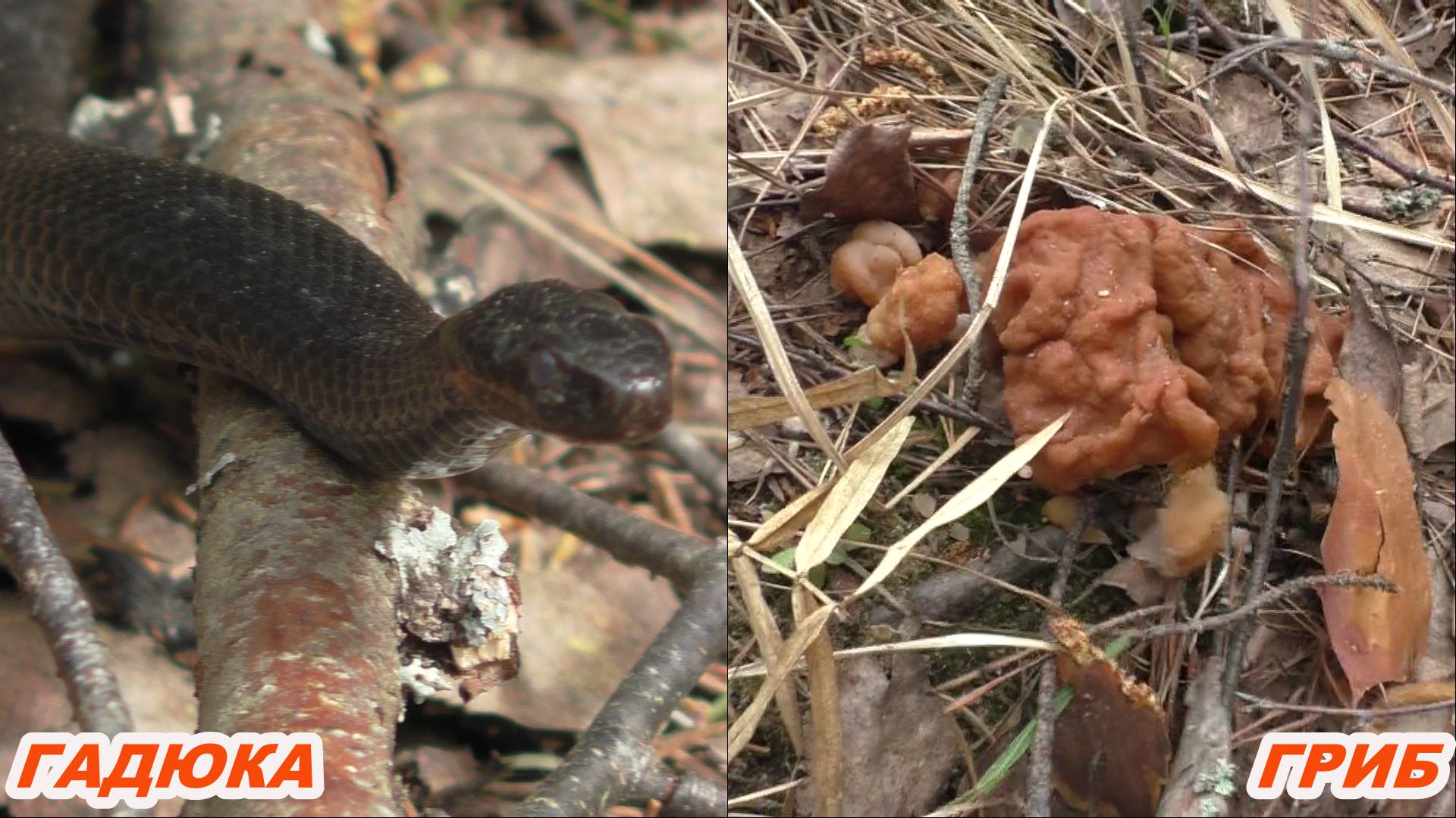 Встретили гадюку в лесу и набрали свою поляну грибов! Готовлю (ядовитые грибы) смотреть онлайн