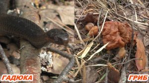 Встретили гадюку в лесу и набрали свою поляну грибов! Готовлю (ядовитые грибы)